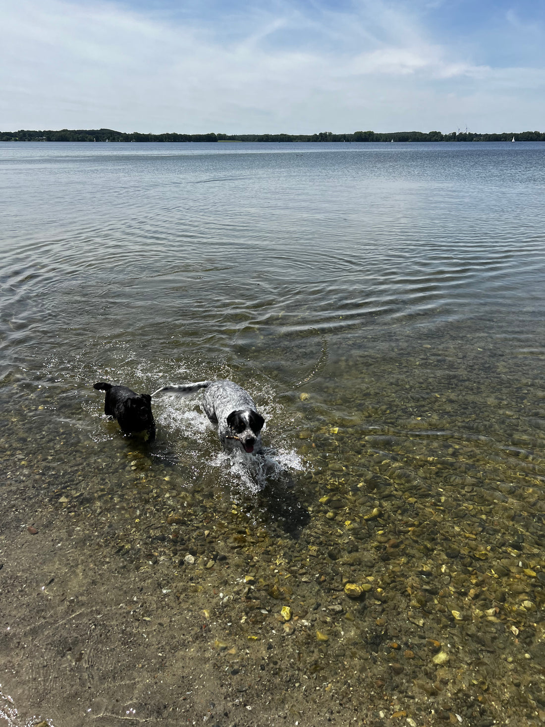 Tipps zum Schutz vor Hitze und zur Abkühlung von Hunden im Sommer